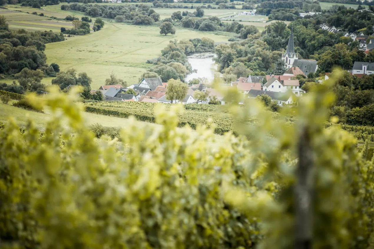 Laubenheimer Karthäuser Riesling trocken 2024, Tesch, Nahe, Deutschland