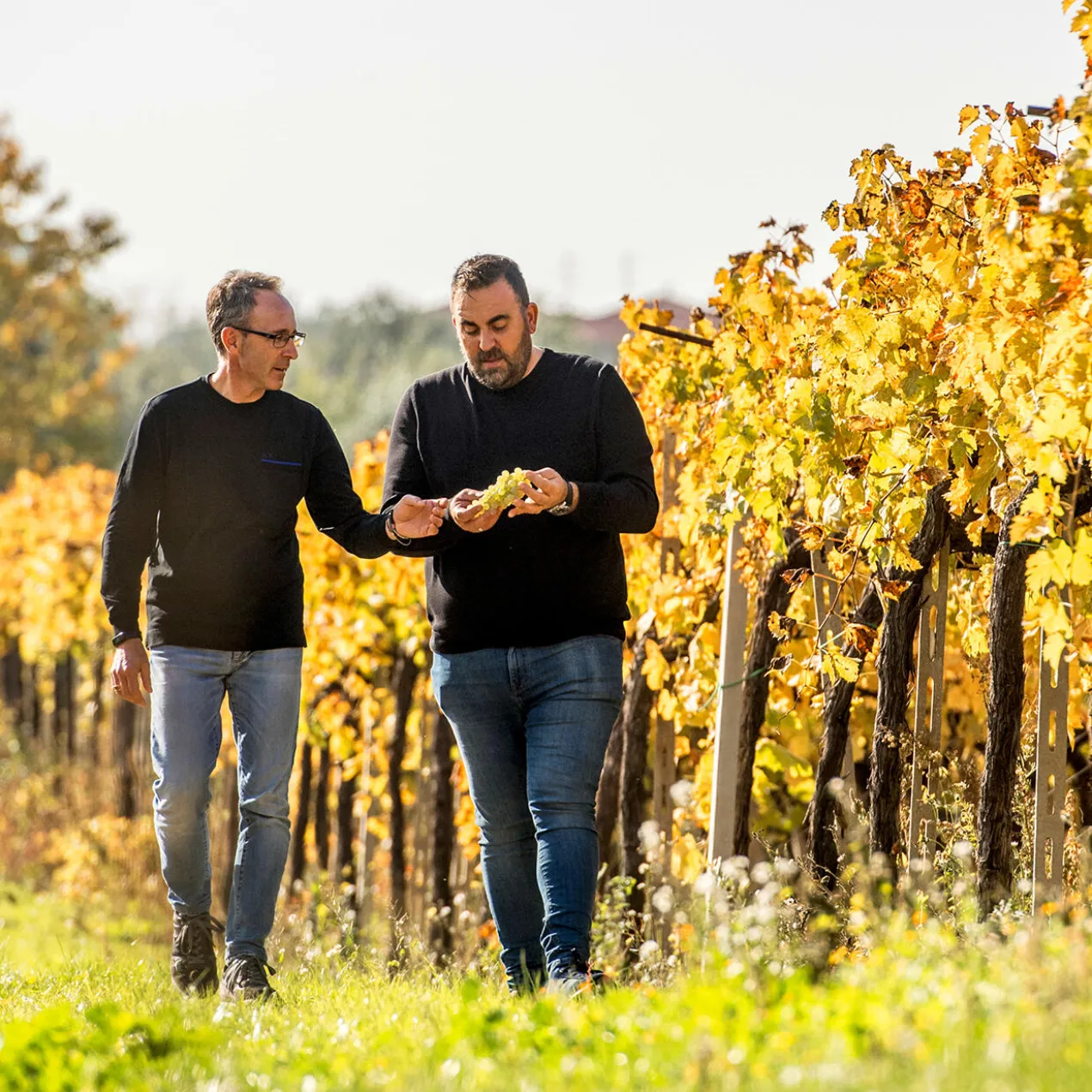 Masserì Primitivo 2022, Tenuta Ulisse, Terre di Chieti IGP, Italien