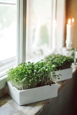 Microgreens Starter-Set, 4-teilig
