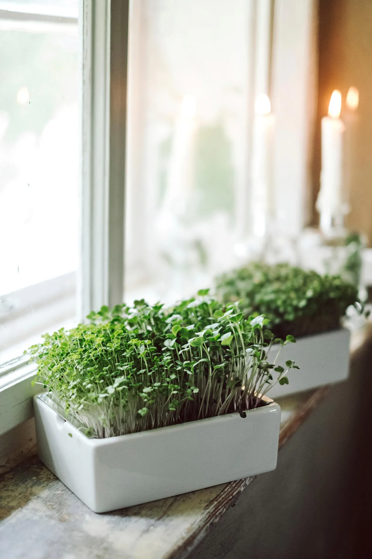 Microgreens Starter-Set, 4-teilig