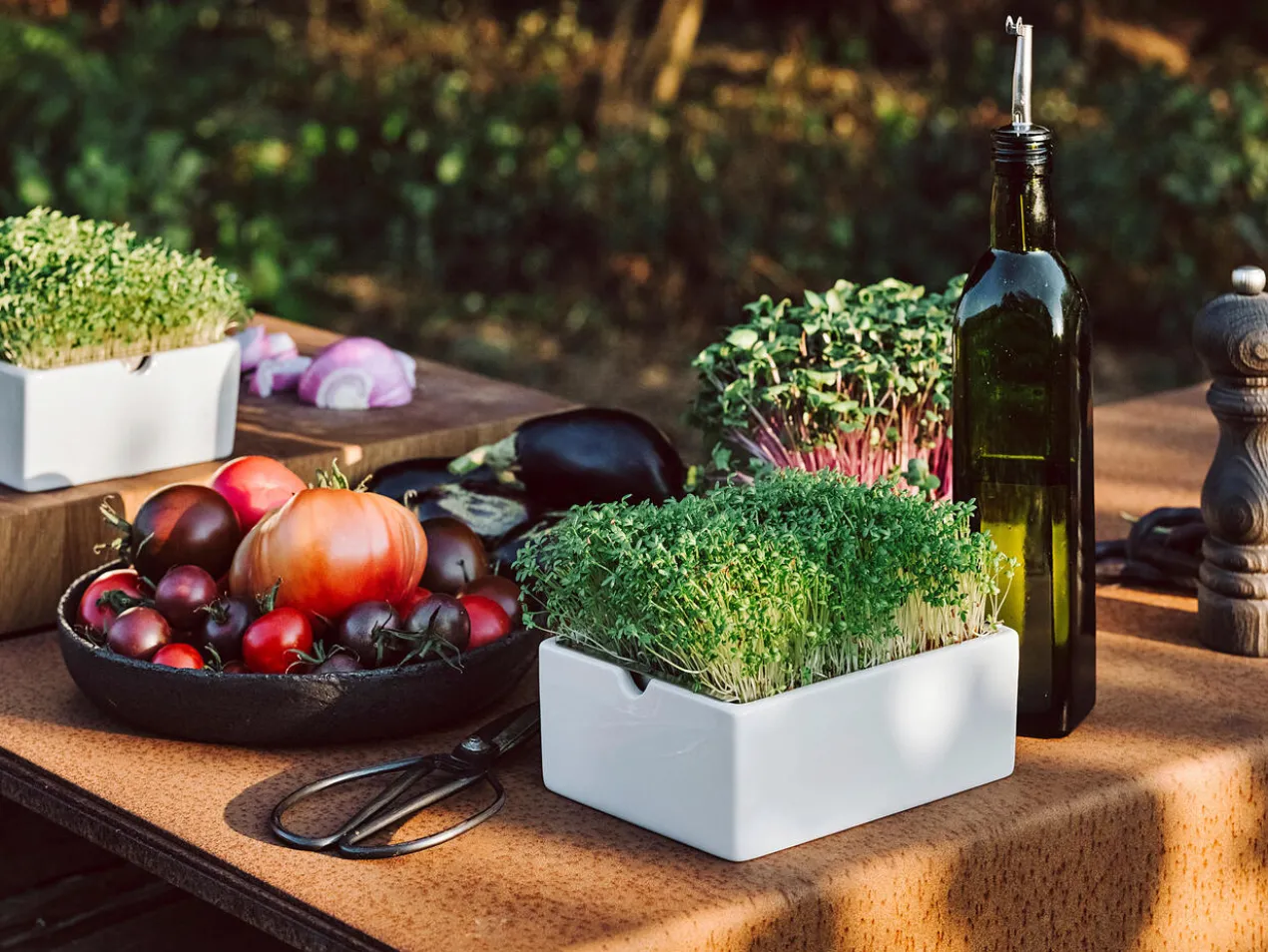 Microgreens Starter-Set, 4-teilig