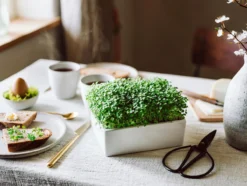 Microgreens Starter-Set, 4-teilig