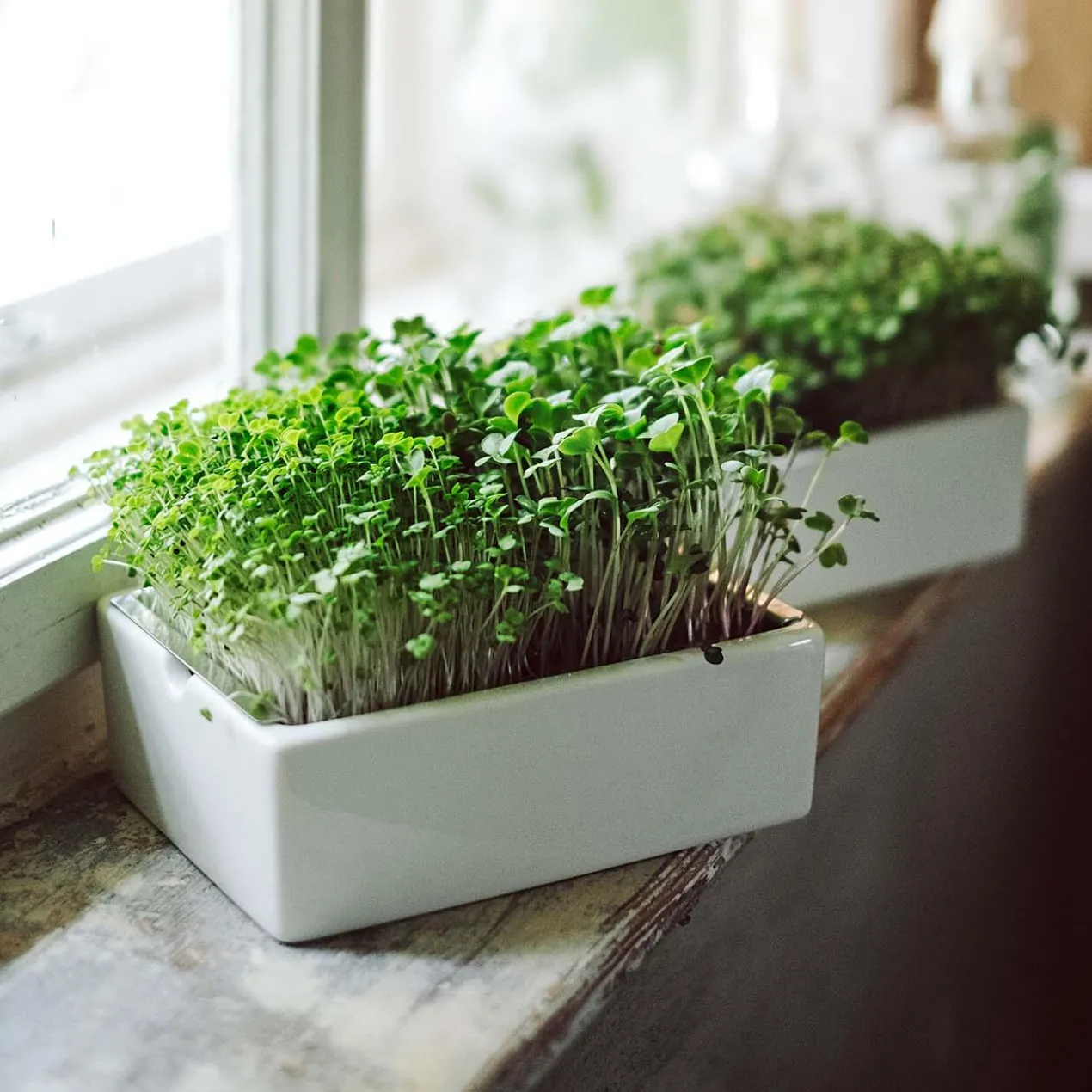 Microgreens Starter-Set, 4-teilig