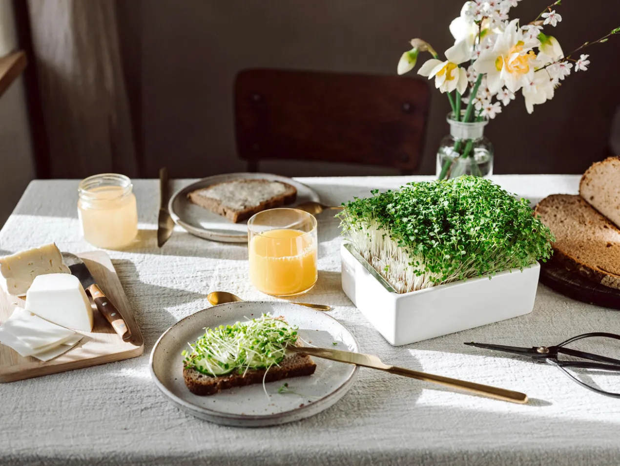 Microgreens Starter-Set, 4-teilig