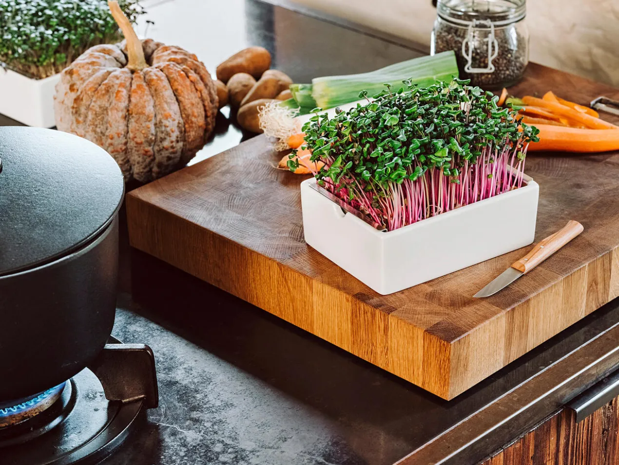 Microgreens Starter-Set, 4-teilig