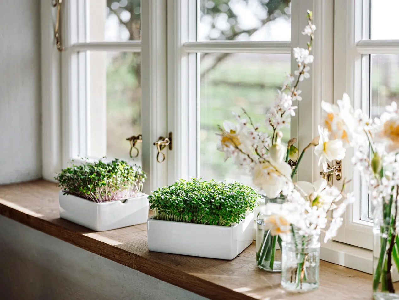 Microgreens Starter-Set, 4-teilig