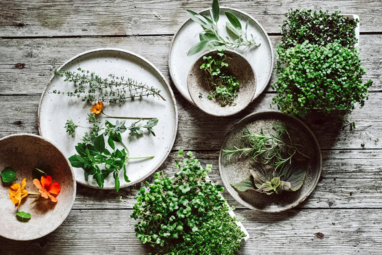 Microgreens Starter-Set, 4-teilig