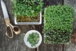 Microgreens Starter-Set, 4-teilig