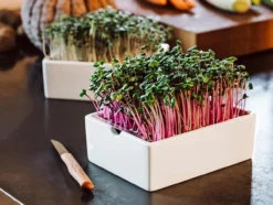 Microgreens Starter-Set, 4-teilig