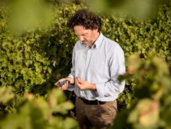 Ornellaia 2019, Tenuta dell`Ornellaia, Bolgheri, Toskana, Italien