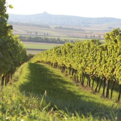 Pfaffl Muskateller 2025, Weingut Pfaffl, Österreich