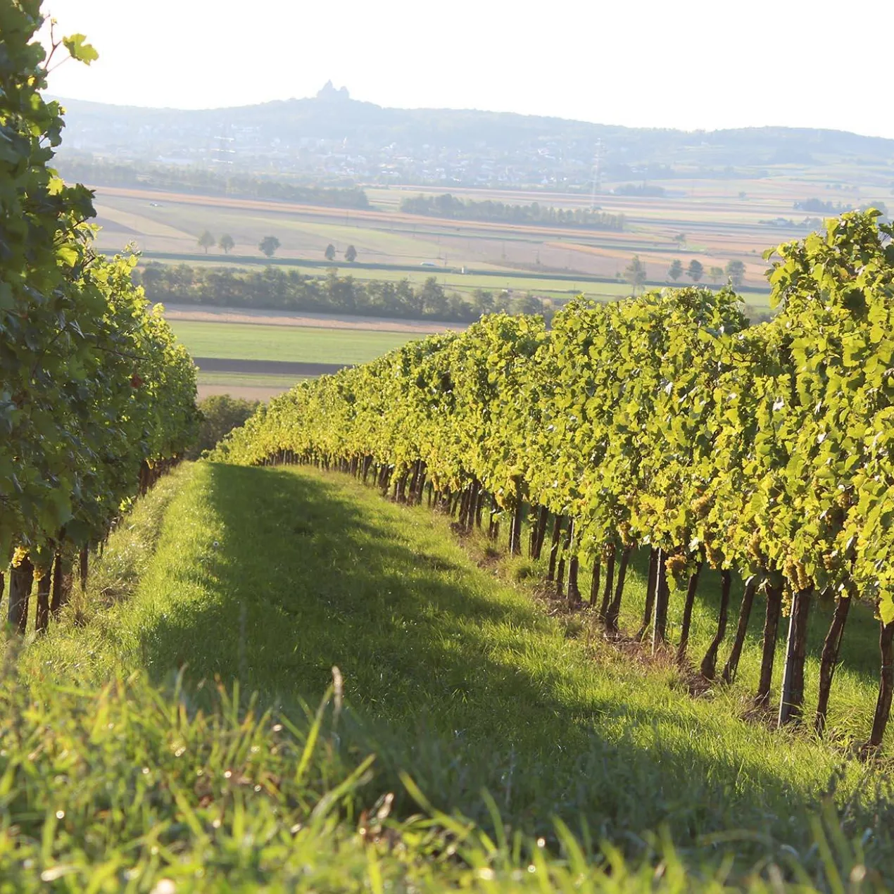 Pfaffl Muskateller 2025, Weingut Pfaffl, Österreich