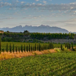 Reserva de la Familia Brut Nature 2020, Juvé & Camps, DO Cava, Spanien
