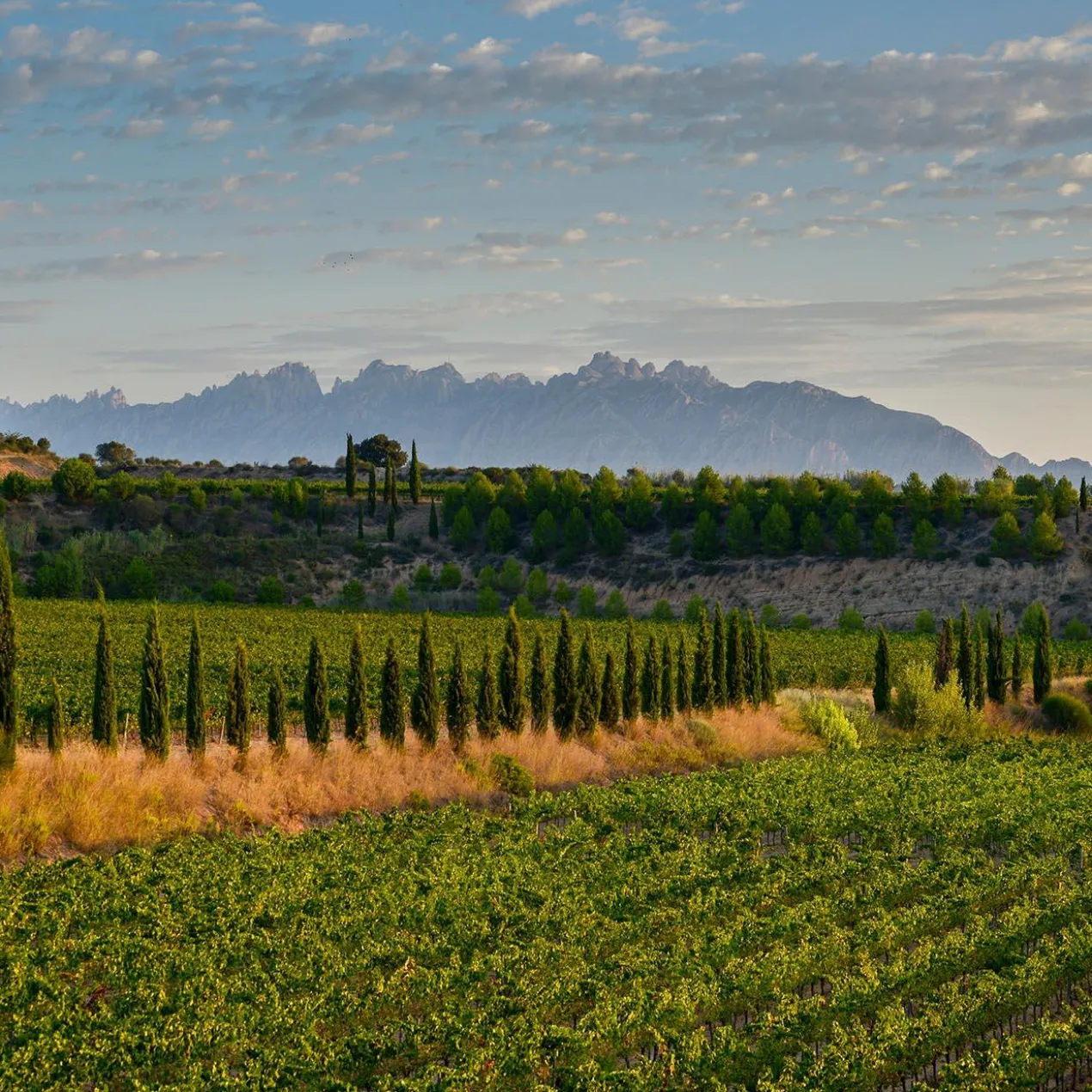 Reserva de la Familia Brut Nature 2020, Juvé & Camps, DO Cava, Spanien