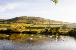 Ried Heiligenstein Riesling 2022, Erste Lage, Kamptal DAC, Österreich