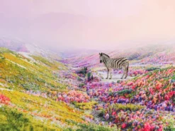 Robert Jahns – Flower Zebra