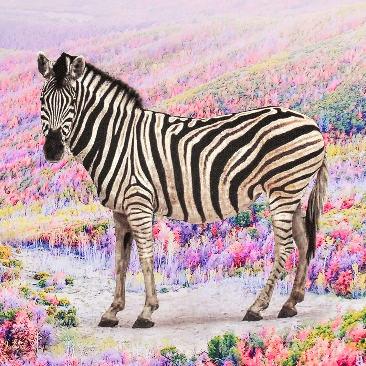 Robert Jahns – Flower Zebra