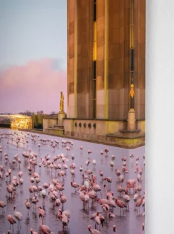 Robert Jahns – Paris Flamingos