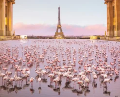 Robert Jahns – Paris Flamingos