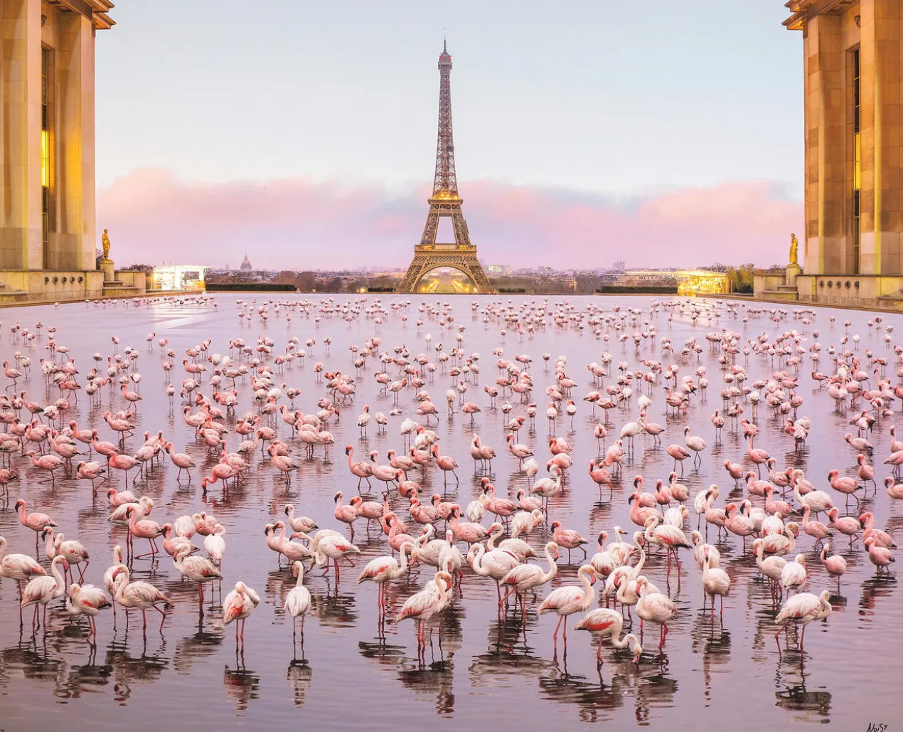 Robert Jahns – Paris Flamingos