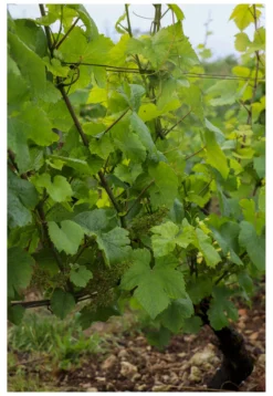 Sauvignon Blanc 0 %, Raisin, Frankreich
