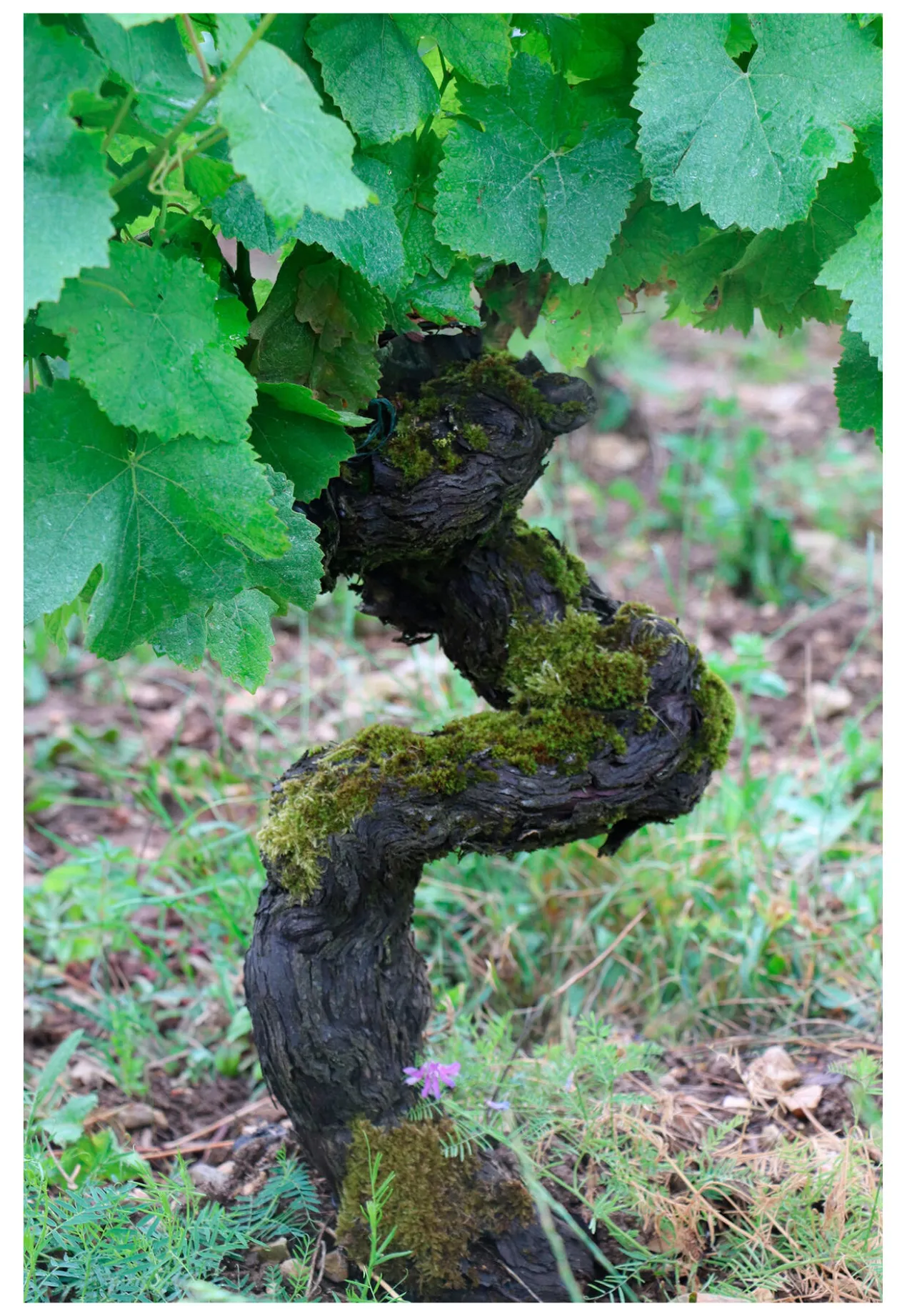 Sauvignon Blanc 0 %, Raisin, Frankreich