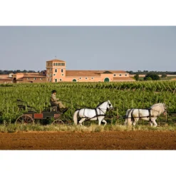 Selectus EDITION PRO-IDEE 2016, Bodega Los Aljibes, Tierra de Castilla IGP, Spanien