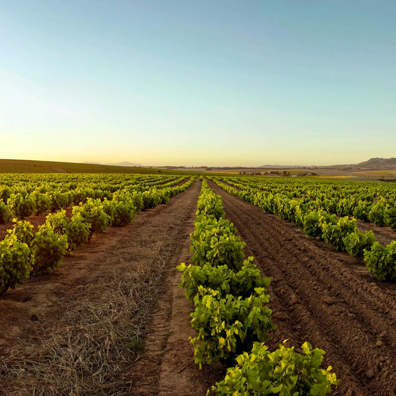 Slow Chenin Blanc 2024, False Bay, Coastal Region, Südafrika