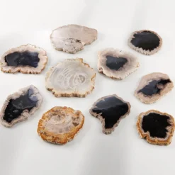 Untersetzer aus fossilem Holz, 2er-Set
