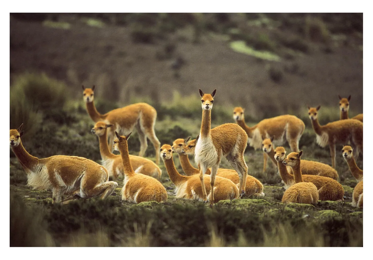 Vicuña-Blazer