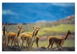 Vicuña-Blazer