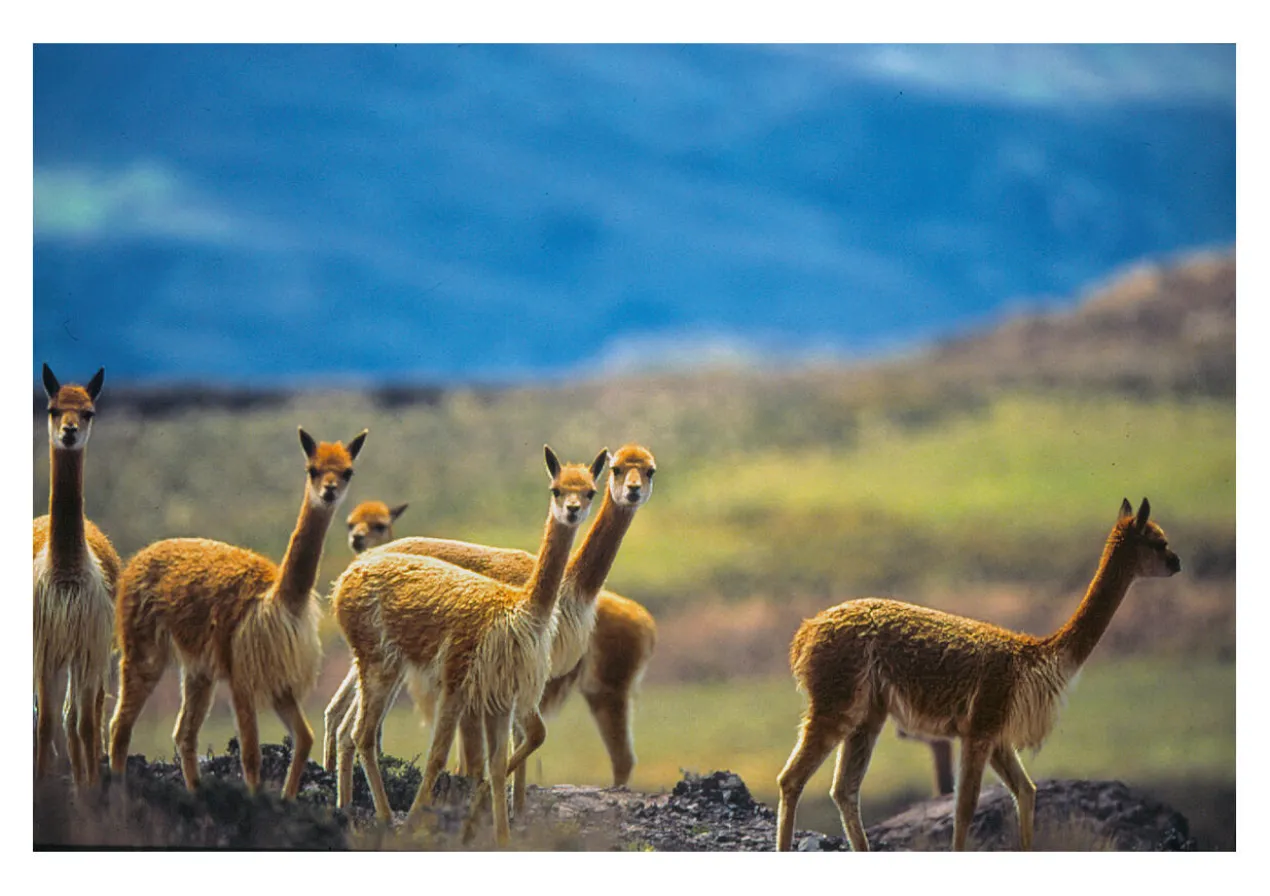 Vicuña-Blazer