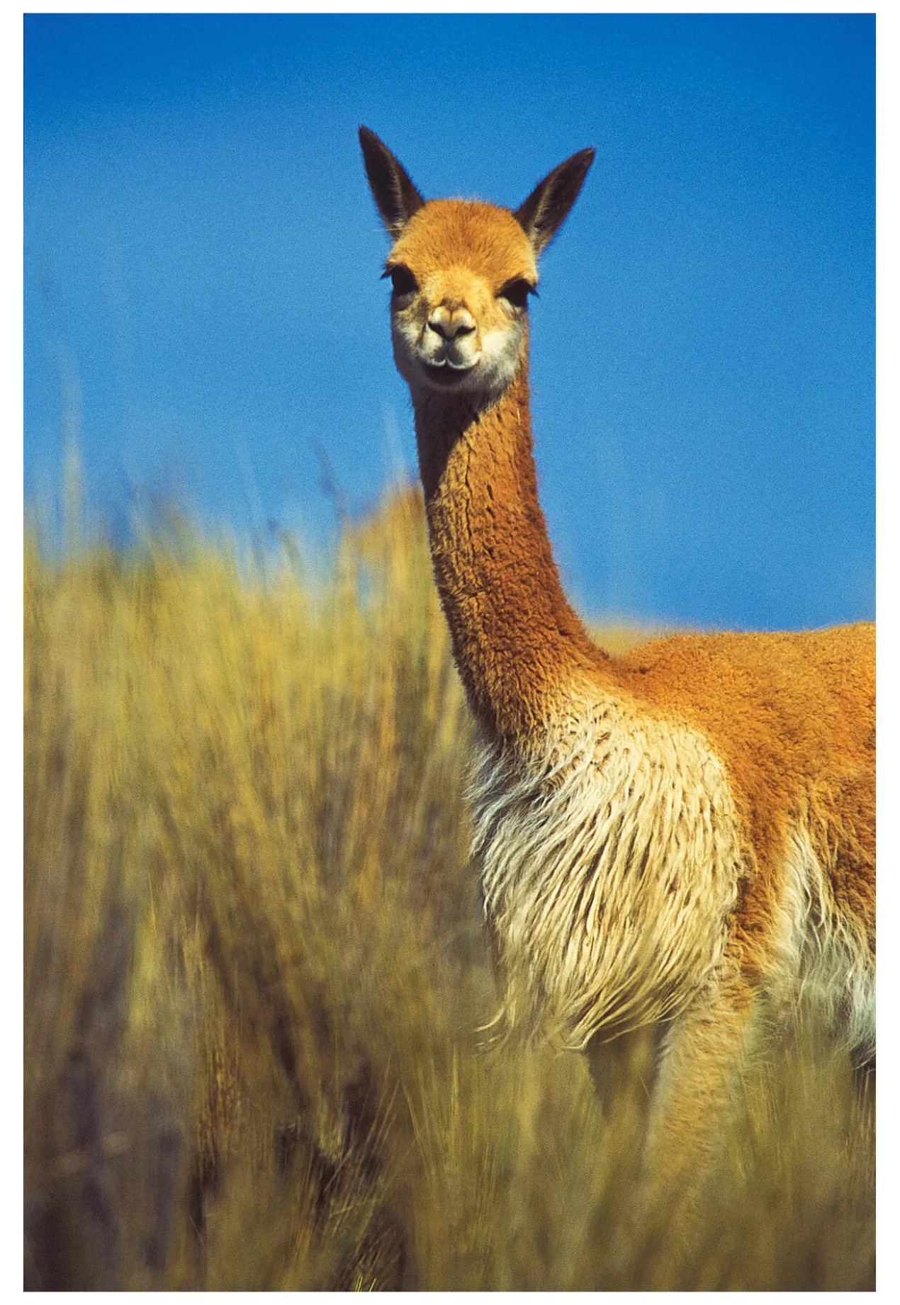 Vicuña-Blazer