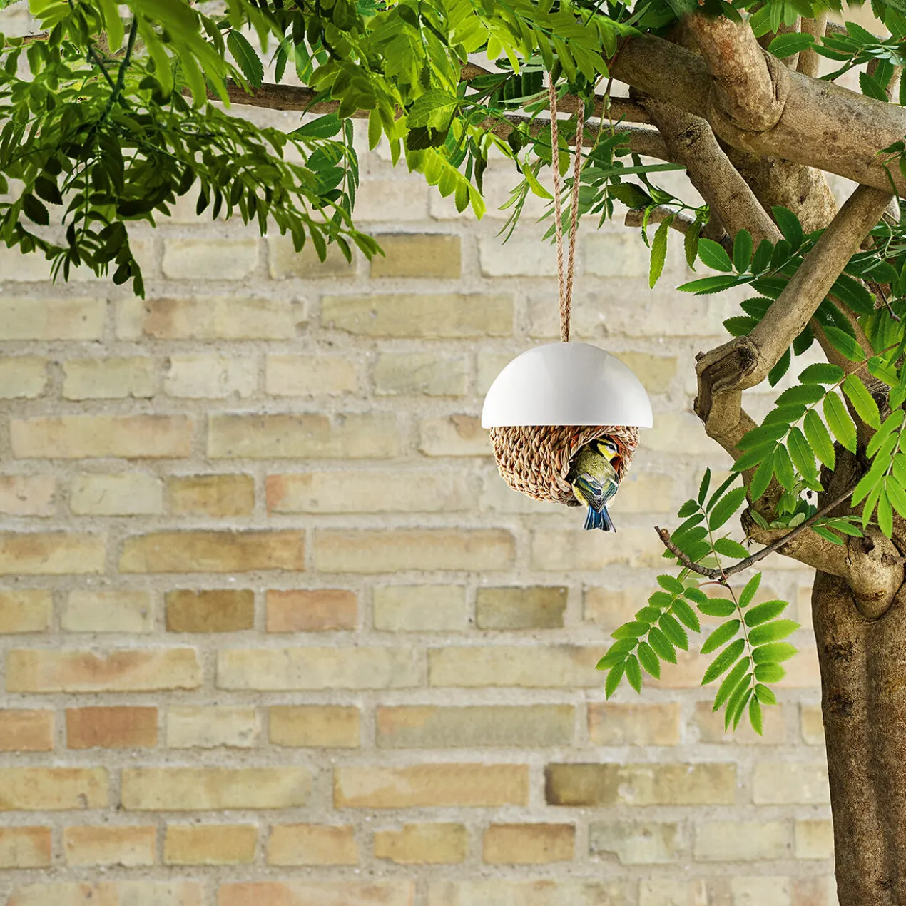 Vogelnest